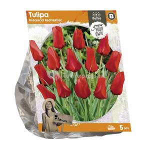 Baltus Tulipa Botanical Red Hunter tulpen bloembollen per 5 stuks